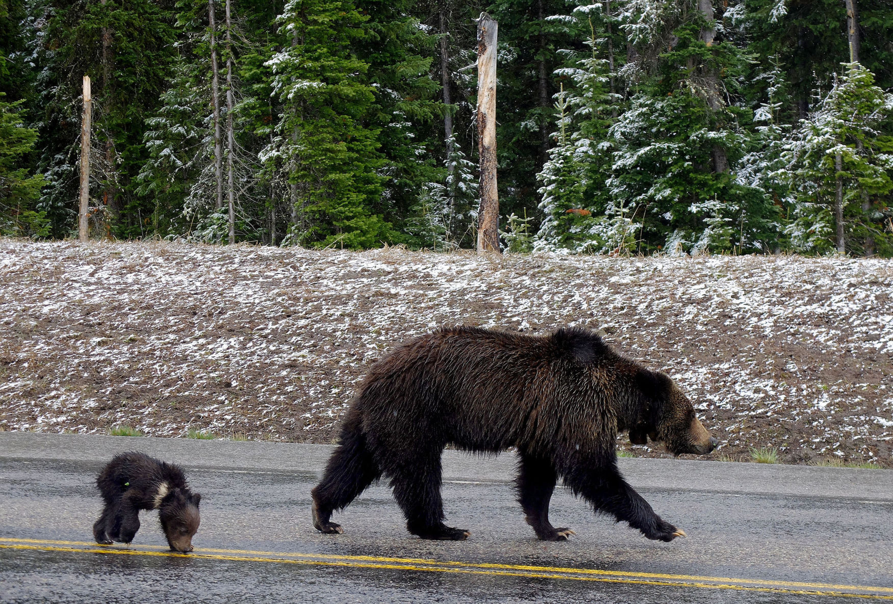 Grizzly 863 and cub